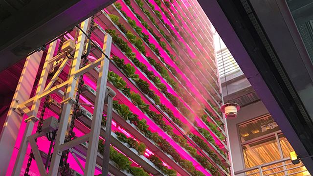Learn how a state-of-the-art hydroponic greenhouse provides meaningful employment for people with disabilities